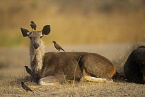 Indian sambar {Cervus unicolor} with Myna birds {Acridotheres tristis} on its back, India