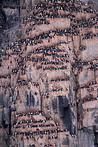 Brunnich's guillemot colony on bird cliffs {Uria lomvia} Svalbard, Norway