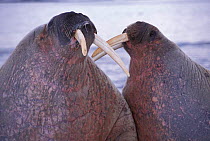 Walrus {Odobenus rosmarus} Svalbard, Norway
