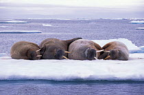 Four Walruses sleeping on ice {Odobenus rosmarus} Svalbard, Norway