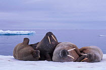 Four Walruses on ice {Odobenus rosmarus} Svalbard, Norway