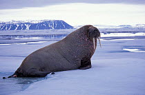 Walrus on ice {Odobenus rosmarus} Svalbard, Norway