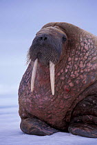 Walrus portrait {Odobenus rosmarus} Svalbard, Norway