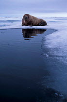 Walrus hauled out on ice {Odobenus rosmarus} Svalbard, Norway
