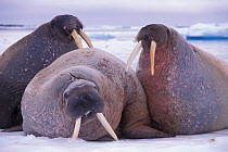 Three Walruses on ice {Odobenus rosmarus} Svalbard, Norway