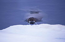 Walrus swimming approaching ice {Odobenus rosmarus} Svalbard, Norway