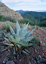 Agave cactus {Agave sp} Sierra del Carmen, Coahuilla, Mexico