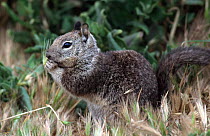 California ground squirrel {Spermophilus beecheyi} California, USA.