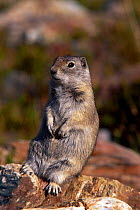 Belding's ground squirrel {Spermophilus beldingi} USA