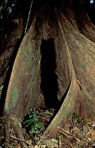 Army ants {Eciton burchelli} bivouac between butress roots of forest tree. Panama