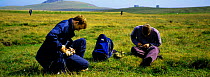 Ringing Great skua chicks {Catharacta skua} Fair Isle, Shetland, Scotland, UK