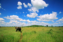 Bull African elephant grazing {Loxidonta africana} spring Savuti-Chobe NP, Botswana