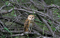 Barn owl {Tyto alba} Savute-Chobe NP, Botswana