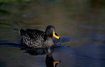 Yellow billed duck {Anas undulata} Helderberg NR, South Africa