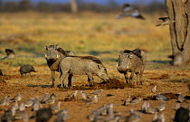 Warthogs {Phacochoerus aethiopicus} feeding on fresh elephant dung with flock of Ring necked doves in the foreground, Botswana
