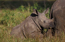 White rhinoceros calf {Ceratotherium simum} Phinda GR, South Africa