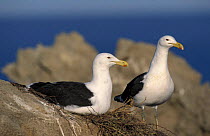 Southern black backed / Kelp gulls {Larus dominicans} Robberg NR, South Africa