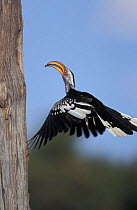 Yellow billed hornbill flying to nest hole {Tockus flavirostris} Botswana
