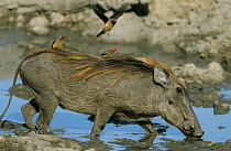 Warthog {Phacochoerus aethiopicus} drinking with red-billed oxpeckers on its back, Chobe NP, Botswana