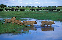 Lions {Panthera leo} wading through wetlands with Buffalo behind. Okavango delta, Botswana