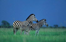 Common zebra with foal {Equus quagga} Savute-Chobe NP, Botswana