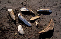 African elephant tusk pieces broken off during fighting at waterhole Savute-Chobe NP,