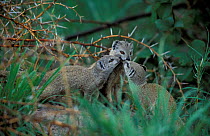 Yellow mongoose family greeting {Cynictis penicillata} Savute-Chobe NP, Botswana