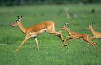 Impala (Aepyceros melampus) running with two young, Savute-Chobe NP, Botswana
