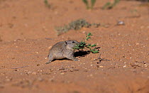 Brant's whistling rat carrying vegetation {Parotomys brantsii} Kgalagadi NP, South Africa