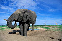 African elephant bull eating sand {Loxidonta africana} Savute-Chobe NP, Botswana