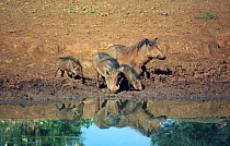 Warthogs at water {Phacochoerus aethiopicus} Kenya