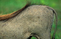 Close up of Warthog skin and hair {Phacochoerus aethiopicus} South Africa