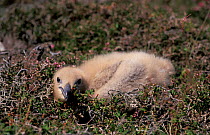 Great skua chick {Catharacta skua} Fair Isle, Shetland, Scotland, UK