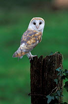 Barn owl {Tyto alba} UK