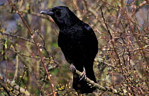 Carrion crow perched {Corvus corone} UK