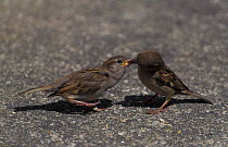 Common sparrow feeding chick {Passer domesticus} Warwickshire, UK