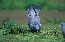 Stock dove male display to female {Columba oenas} UK