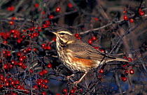 Redwing in Hawthorn with berries {Turdus iliacus} UK