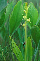 Fen orchid {Liparis loeselii} Saaremaa, Estonia