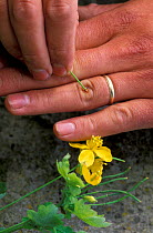 Sap from Greater celandine {Chelidonium majus} is used to treat warts. Estonia