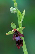 Fly orchid flower {Ophrys insectifera} Estonia
