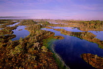 Mannikjarve raba bog viewed from tower, Endla Nature Reserve, Estonia