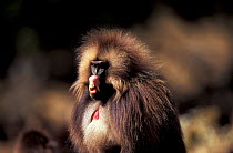 Gelada baboon lip flip display (uncertainty) {Theropithecus gelada} Simien mtn NP, Ethiopia