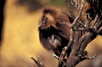 Gelada baboon mid-prime male showing raised eyebrows (aggression). Ethiopia