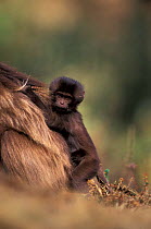 Gelada baboon baby (dark coat) sitting on tail base of mother {Theropithecus gelada} Ethiopia