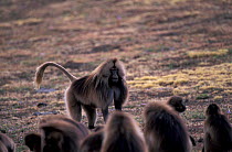 Gelada baboon male standing aggressively facing group {Theropithecus gelada} Ethiopia