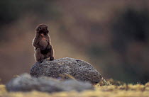 Gelada baboon juvenile male on rock {Theropithecus gelada} Simien mtn NP, Ethiopia