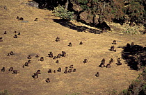 Looking down on troop of Gelada baboons feeding {Theropithecus gelada} Simien mtn NP, Ethiopia