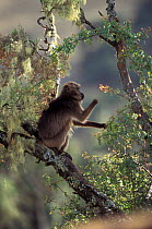 Gelada baboon adult female in tree looking for food {Theropithecus gelada} Ethiopia