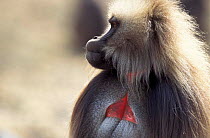 Gelada baboon male portrait {Theropithecus gelada} Simien mtn NP, Ethiopia